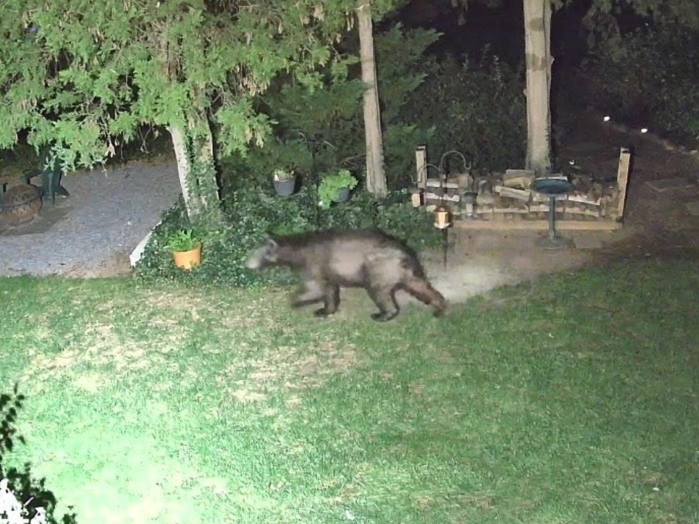 A black bear walking across a lit backyard lawn at night past potted plants, a stacked woodpile and a birdbath, seen from a home security camera