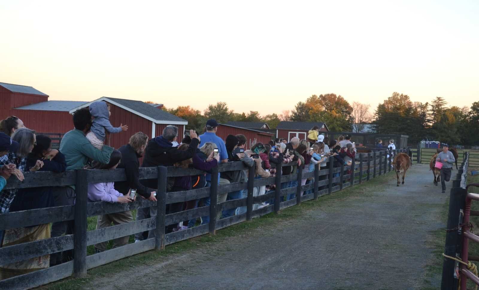 Jubilee the Jersey cow trots down a gravel path behind her handler, who carries a pink bucket, as spectators line a wooden fence at Frying Pan Farm Park at sunset