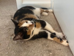 Claire, a calico cat with green eyes, stretched out on her side on a beige carpet