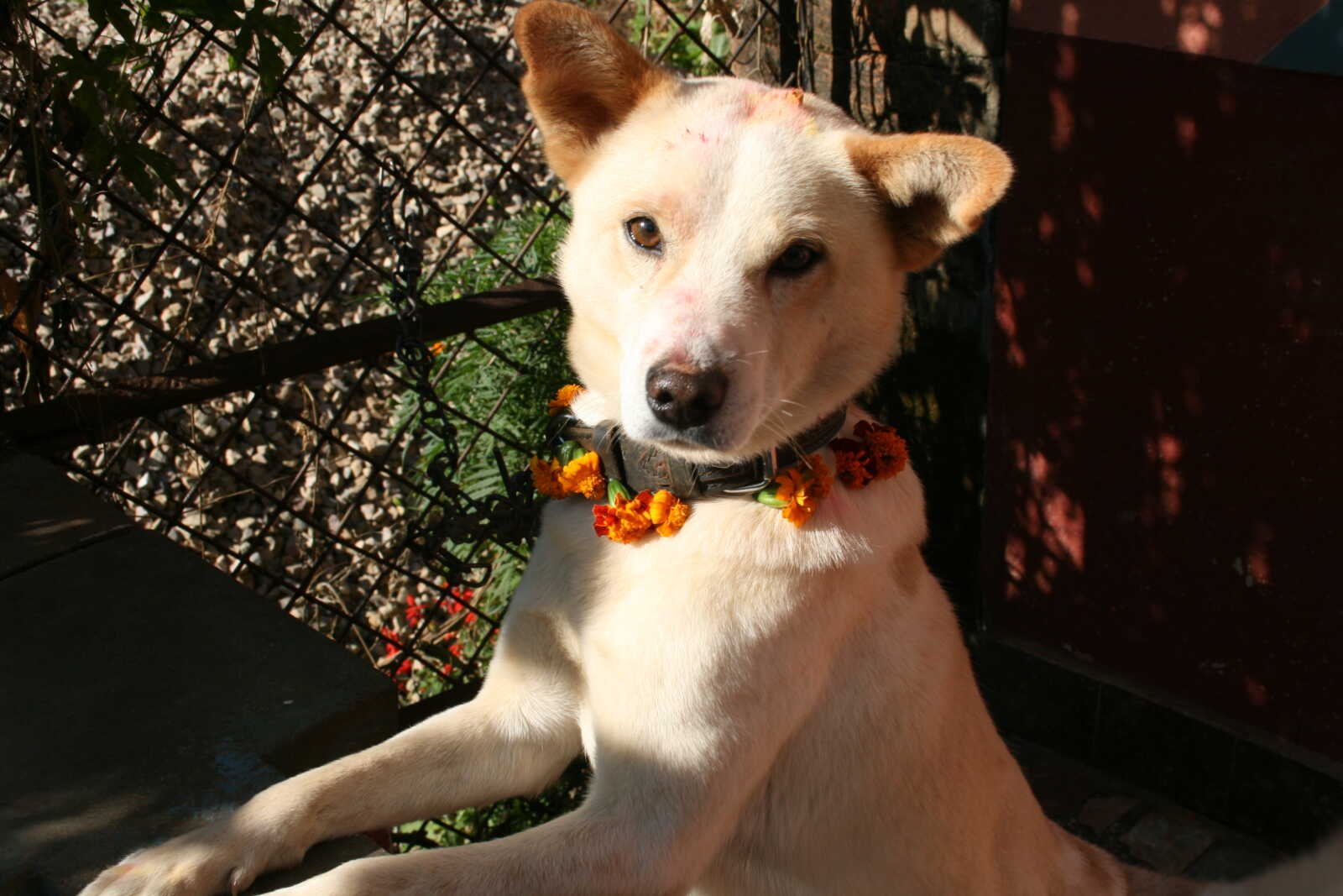 A light-colored dog wearing a marigold garland during a Kukur Tihar celebration