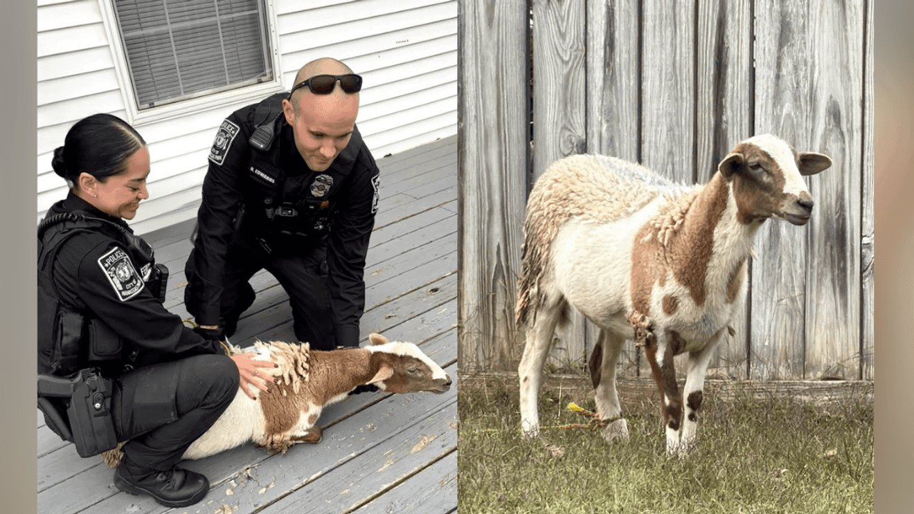 Two Manassas Park police officers kneeling on a deck beside a brown-and-white sheep, and the same sheep standing by a wooden fence